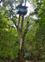 tree house 