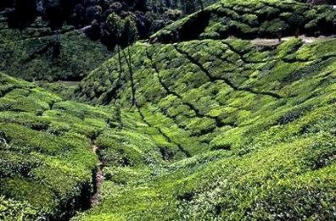 tea plantation munnar