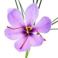 saffron flower