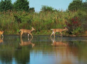 deer in river