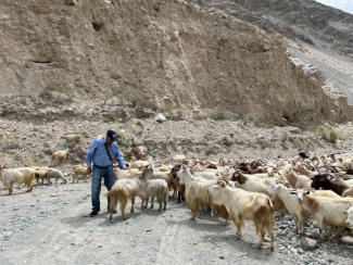 Changra - Changthangi Goats