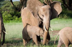 Indian Elephant with baby